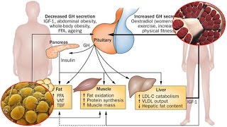 GH e composizione corporea [upl. by Dimond865]