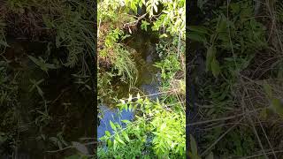 ALLIGATOR IN FLORIDA CREEK shorts ghadiyal buwaya [upl. by Ardnosal]