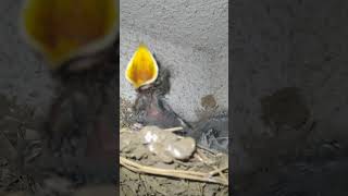 2024🐥💕今年最後の可愛いツバメチビちゃん🐣🥰Cute Barn Swallow Chicks❤️ [upl. by Animsaj]