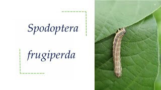 Características e danos de Spodoptera frugiperda em soja [upl. by Etterraj]