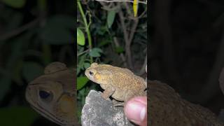 Catching frog and toad funny youtubeshort wildfrog shortvideo frog bigfrog [upl. by Hsiwhem456]