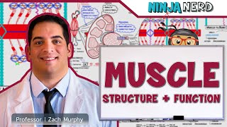 Musculoskeletal System  Muscle Structure and Function [upl. by Ainelec815]