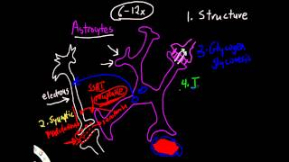 Physiology of Astrocytes [upl. by Diahann]