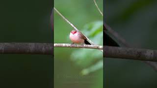 Common Waxbill  Wellenastrild shorts [upl. by Ytsirc]