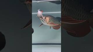 ⚠️ Arowana Eat Piranha Fish 🐉🐟 arowana ytshorts shorts [upl. by Kurtzman]