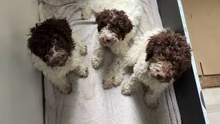 Final four Lagotto lads at 14 weeks [upl. by Linkoski]