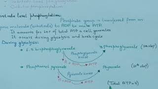 Substrate level phosphorylation and Oxidative phosphorylation [upl. by Akamahs]