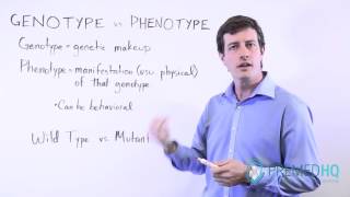 Genotype vs Phenotype [upl. by Hagi457]