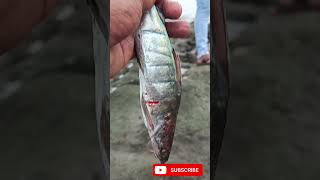 malad fish fishing a jetty fish fishingvideo beach [upl. by Cotter222]