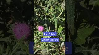 The bull thistle is easy to spot but tedious to eat forage foraging forager [upl. by Bloomer758]