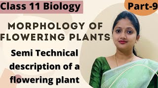 Morphlogy of flowering plants  Fabaceae  Part 9 [upl. by Culberson962]