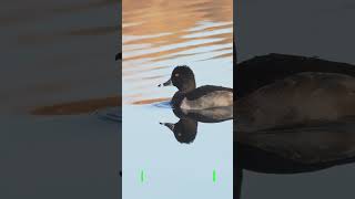 Peaceful tranquilRing necked duck [upl. by Alfonse576]