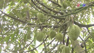 Durian exports in the last months of 2024 forecast to increase  Cần Thơ News [upl. by Jilleen365]