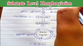 Substrate level phosphorylation 11th biology [upl. by Moberg]