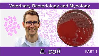 Escherichia coli pathogenesis  E coli microbiology  e coli general properties [upl. by Anitnemelc616]