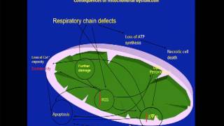 Role of Frataxin and Mitochondrial Dysfunction in Friedreichs Ataxia 1 of 13 [upl. by Latsirc171]