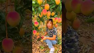 Sweet mango harvesting  amazing mango farming 🥭🥭 shorts mango youtubeshorts [upl. by Halian998]