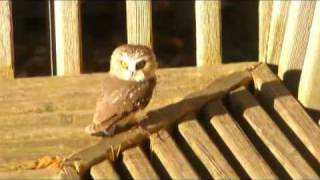 Saw Whet Owl [upl. by Prue280]