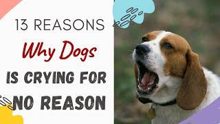 Why is My Dog Crying for No Reason 13 Reasons Why Dog Cry for No Reason Answered amp Explained [upl. by Aurilia779]