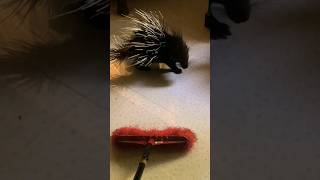 Porcupine funny moment 🤩 shorts helpanimals [upl. by Misa]