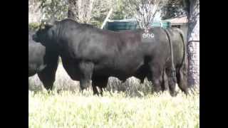 Texas Angus QLD Bulls to sell at Triple B Brangus Bull Sale [upl. by Ribal165]