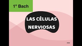 LAS CÉLULAS NERVIOSAS 1º BACH [upl. by Tnayrb]