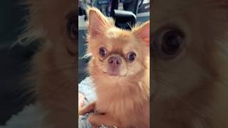 Chihuahua my Love💕 pets dog funnydog [upl. by Blain623]