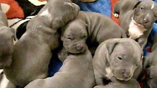 SOLID BLUE  BLUE NOSE PIT BULL PUPPIES FOR SALE  APOLLONIAZ PUPZ  quotPLAY TIL U DROPquot [upl. by Ielak289]