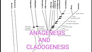 ANAGENESIS AND CLADOGENESIS  SPECIATION  EVOLUTION [upl. by Asilram]