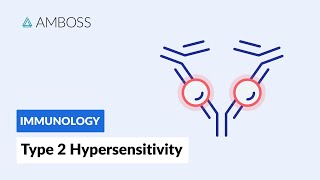 AntibodyDependent CellMediated Cytotoxicity Type II Hypersensitivity Reaction [upl. by Rumery]