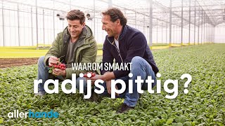 Waarom smaken radijsjes pittig  Lekker uit Nederland  Allerhande [upl. by Ralip]