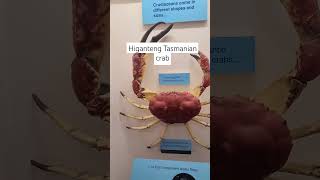 higanteng Tasmanian crab shortsvideo [upl. by Annaj121]