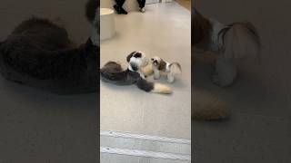 Two Besties puppy 😄 dog minidoge cuteanimal cute cutepuppy puppie pets minipets [upl. by Wyatt826]