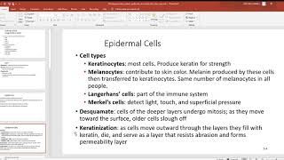 104 Integumentary system epidermis skin strata skin color cyanosis PowerPoint 2019 07 26 12 50 [upl. by Ronalda]