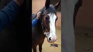 Did you know this about Horses [upl. by Spieler]