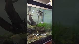 75 gallon Angelfish Tank [upl. by Uohk690]