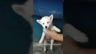 Bosleys highlight reel puppytimeemporium7080 puppy pomsky puppylovers [upl. by Hummel385]