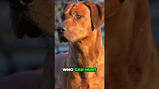 Rhodesian Ridgeback  Interesting Facts [upl. by Seaman49]