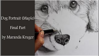 Drawing Timelapse  Dog Portrait of Maple Final Part [upl. by Berkie]