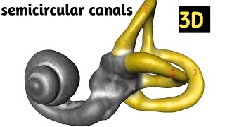 semicircular canals 3D Animation video medical information [upl. by Notsruht]