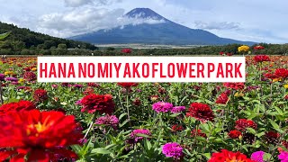 YamanakakoHananomiyako Flower Park Mount Fuji photo spot [upl. by Arek872]