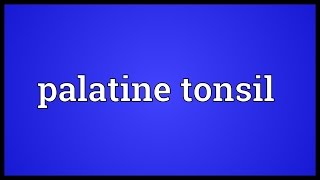 Palatine tonsil Meaning [upl. by Aidul109]