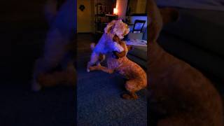 🌴 My dogs boxing shortsvideo goldendoodle labradoodles [upl. by Monahon859]