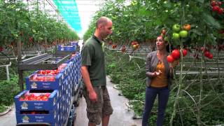 Jorrit Jonkers en Roy van der Ploeg over Bio Tomaten [upl. by Trey]