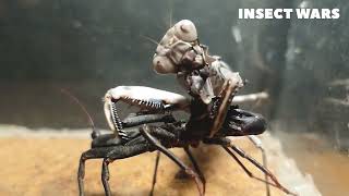 Vinegaroon vs Praying Mantis in the Ultimate Battle [upl. by Corbett]