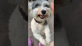 Cute dogs Calderstones Park dog pets animals cute love life park happy shorts [upl. by Sisco]