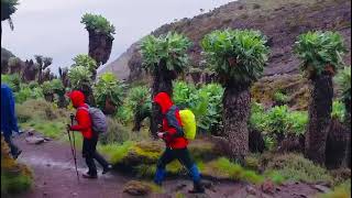 The Giant Groundsel of Kilimanjaro [upl. by Annaohj158]