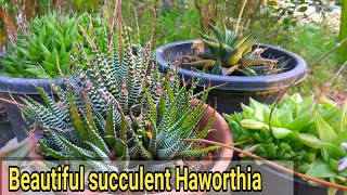 How to care haworthia plant  कैसे करे देखभाल haworthia ki [upl. by Eirolam769]