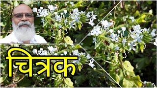 चित्रक  plumbago zeylanica health benefits l Jagdish Vala [upl. by Daveen]