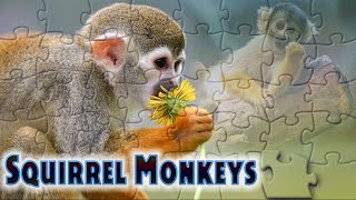 Saimiri  squirrel monkeys  monos ardilla  Totenkopfäffchen monkeypuzzle animalspuzzle [upl. by Goode]